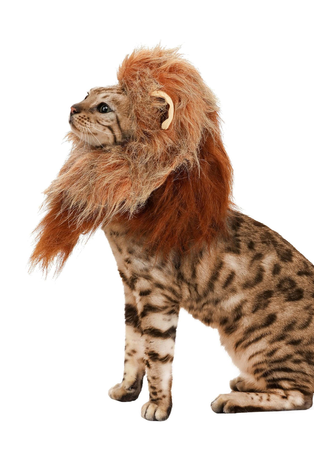 Lion Dog Costume, Pet Zoo Animal Outfit