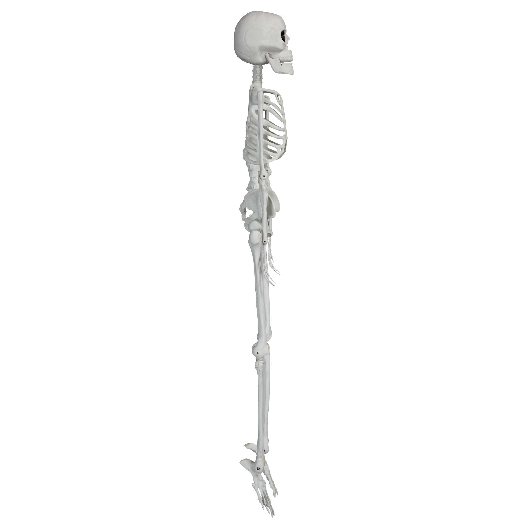 Faux Skeleton Decoration, White, 35", Halloween by Way To Celebrate