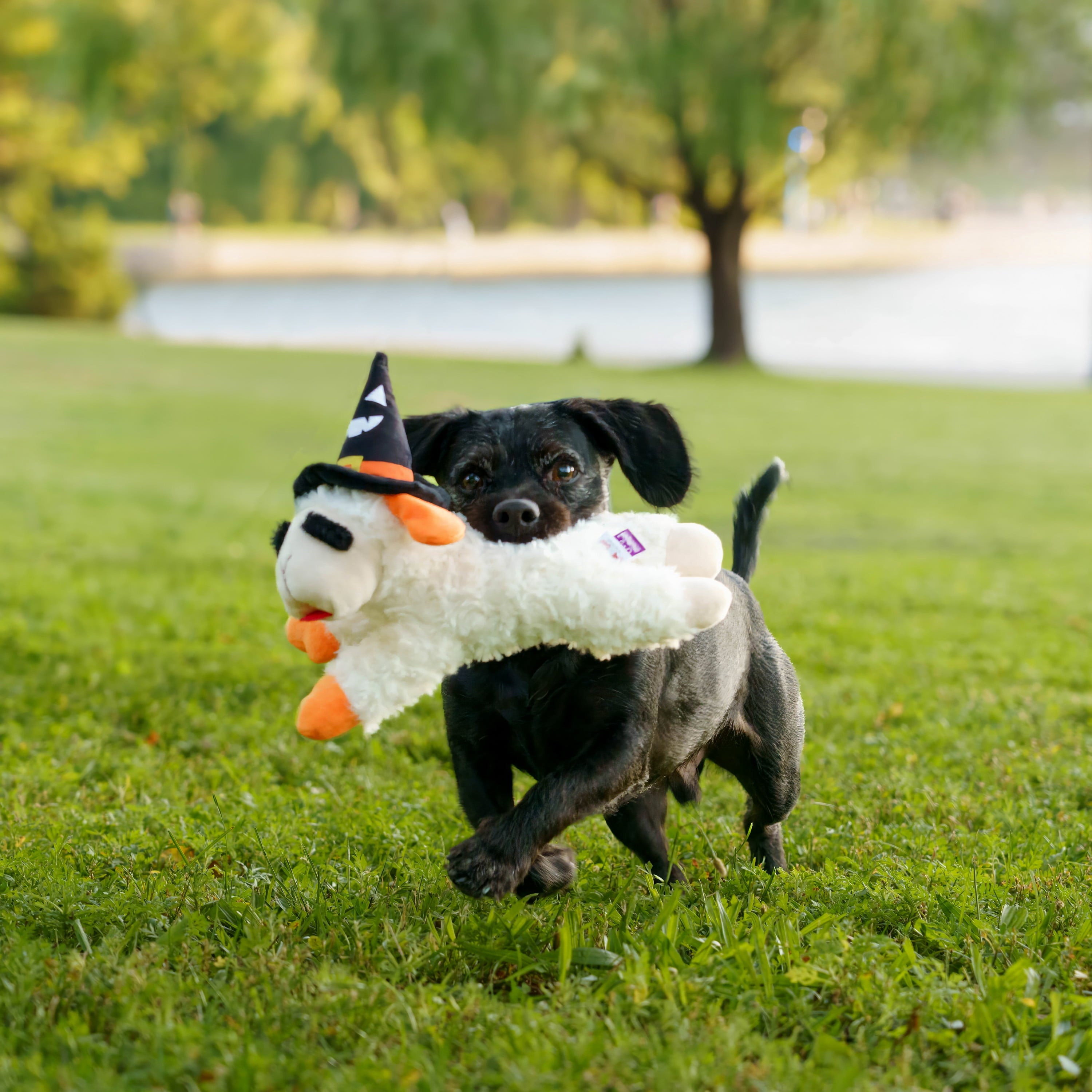 Multipet Halloween Lamb Chop Plush Dog Toy with Witch Hat, Squeaky Holiday Pet Toy