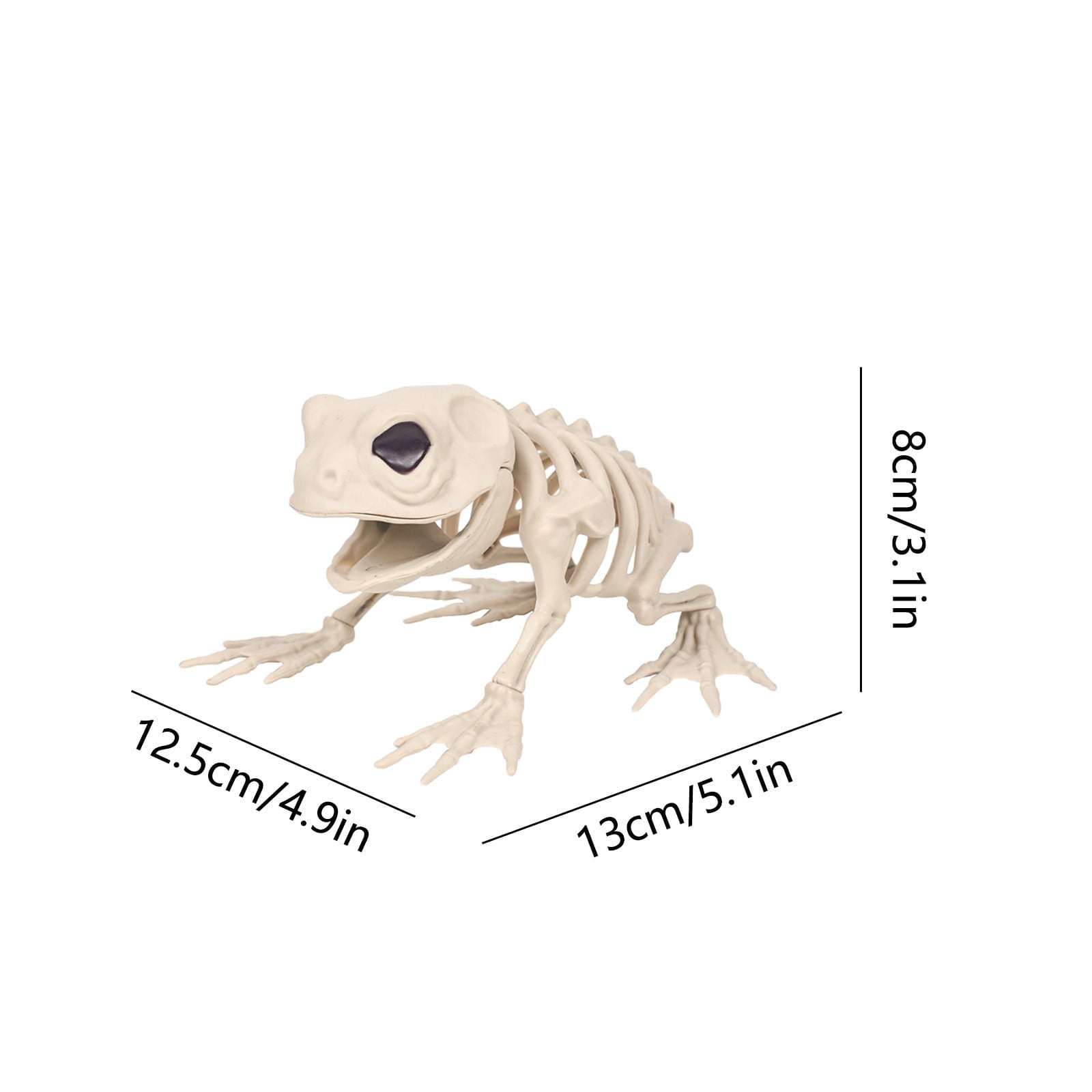 Elainilye Frog Skeleton Decoration 5.1 Inch Realistic Animal Bone Model for Halloween Home Bar Science Classroom Display Decor