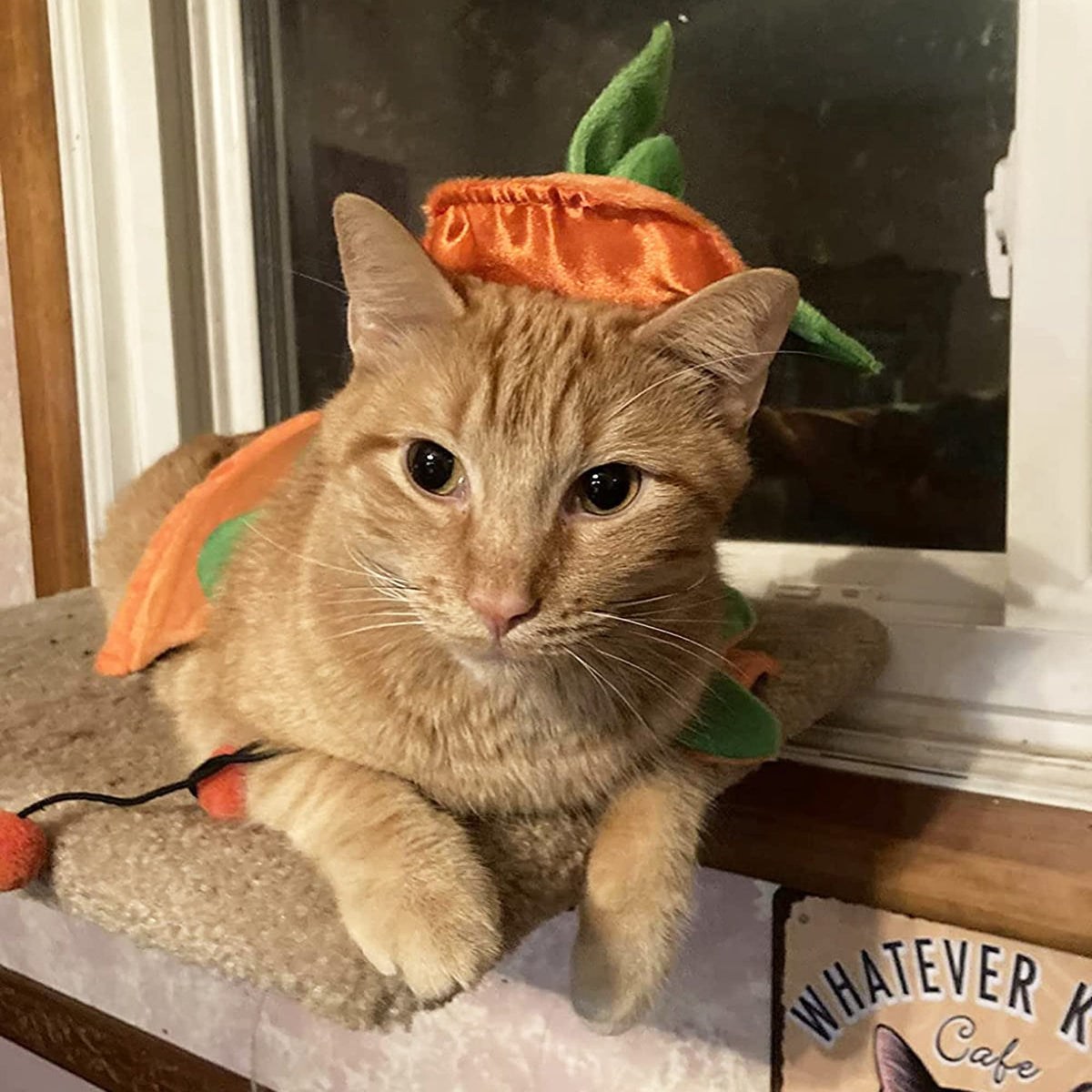 WILLED Halloween Pet Costumes, Cat Wizard Costume, Dog Witch Cloak & Hat, Purple Witch Cloak for Cats, Dogs, Kittens, Puppies, Rabbits, Perfect for Halloween, Parties, Cosplay, and Daily Wear