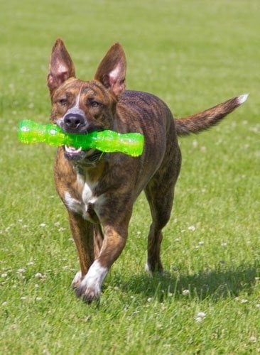 Hyper Pet Dura-Squeaks Durable Non-Toxic TPR Bouncing Super Squeaky Dog Toy, Stick, Green