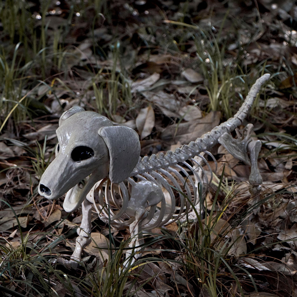 Joyfy 9.8 Inch Halloween Skeleton Dog Skeleton Halloween Decor,Pose-N-Stay Plastic Skeleton Bones with Posable Joints for Hallowmas Decoration Outdoor Haunted House Party