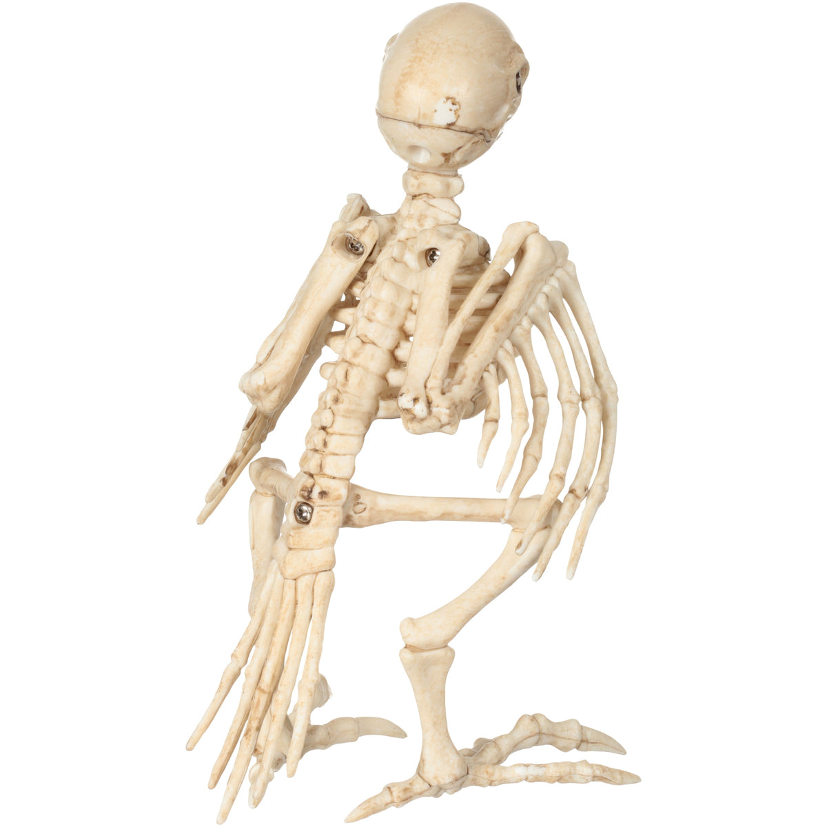 Official Crazybonez Faux Parrot Skeleton