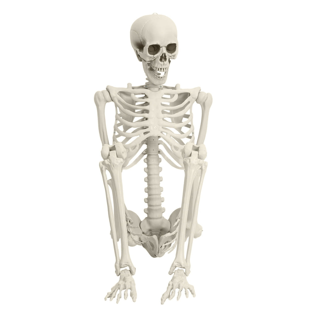Kitem Skeleton Prop 5.4ft Poseable Life Size Halloween Decoration Plastic Full Body Human Bones Skeleton Party Supplies 1pc