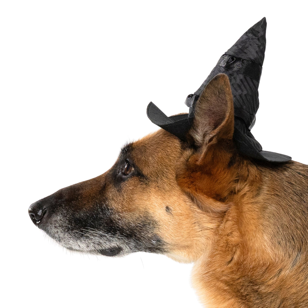 Vibrant Life Halloween Bad Witch Costume for Dogs, Green and Black, Extra Large