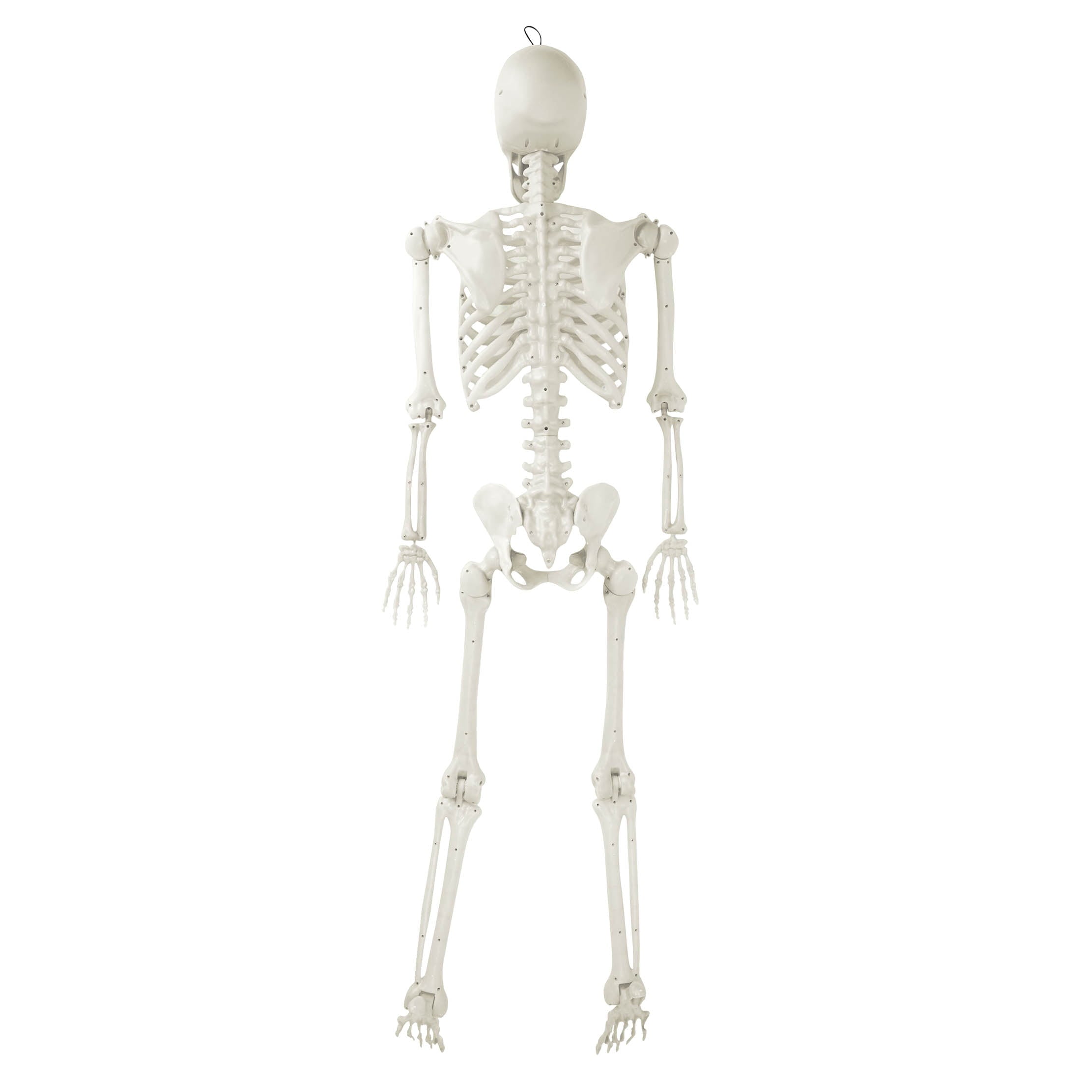 Hanging Posable Skeleton Decoration, White, 5', Halloween by Way To Celebrate