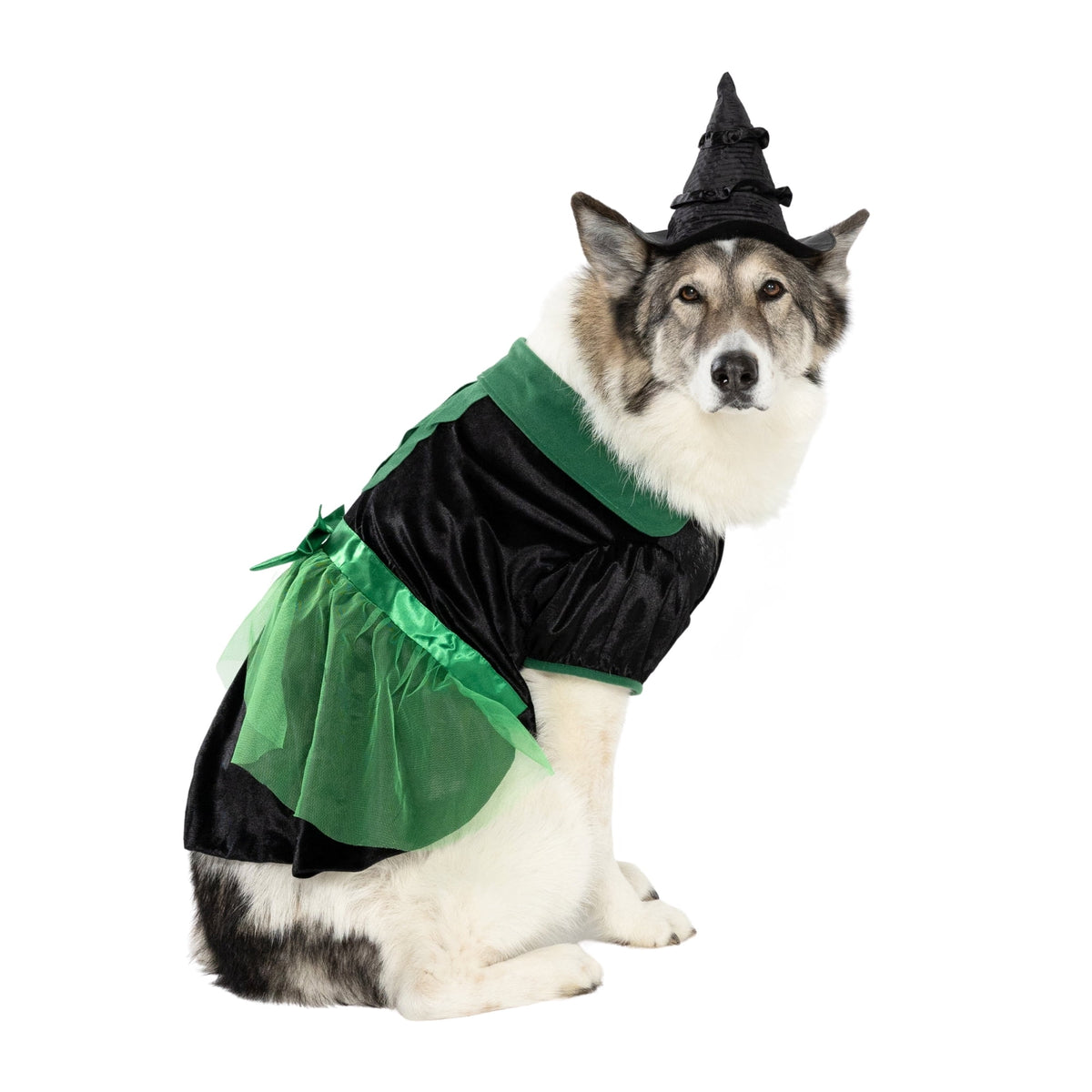 Vibrant Life Halloween Bad Witch Costume for Dogs, Green and Black, Extra Large