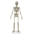 Way To Celebrate 8-Foot Animated Skeleton Plastic Outdoor Halloween Decor