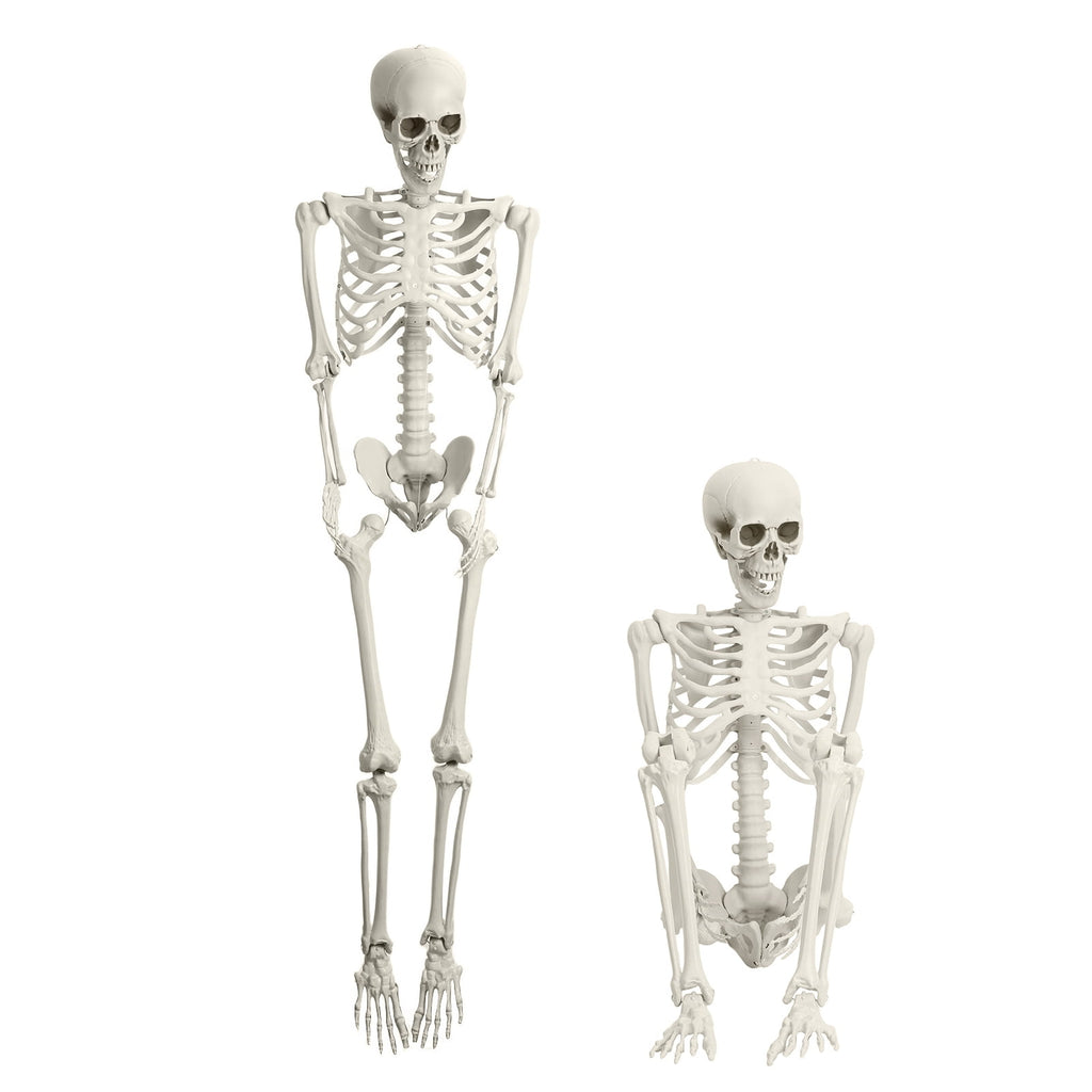 Kitem Skeleton Prop 5.4ft Poseable Life Size Halloween Decoration Plastic Full Body Human Bones Skeleton Party Supplies 1pc