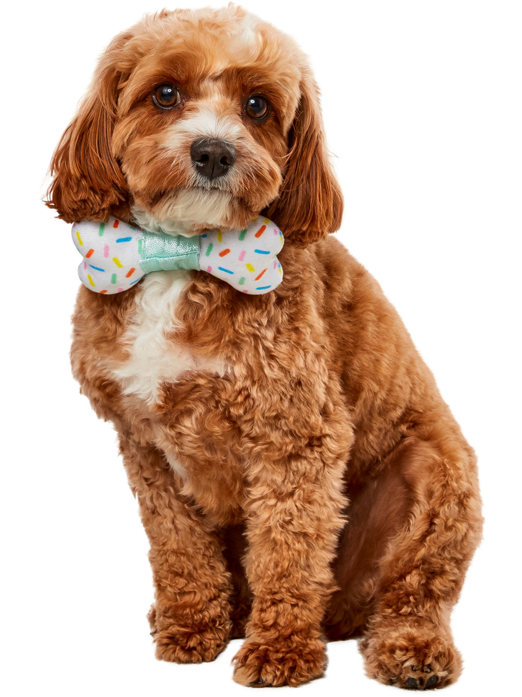 Party Collar Bow-Ne Pet Accessory