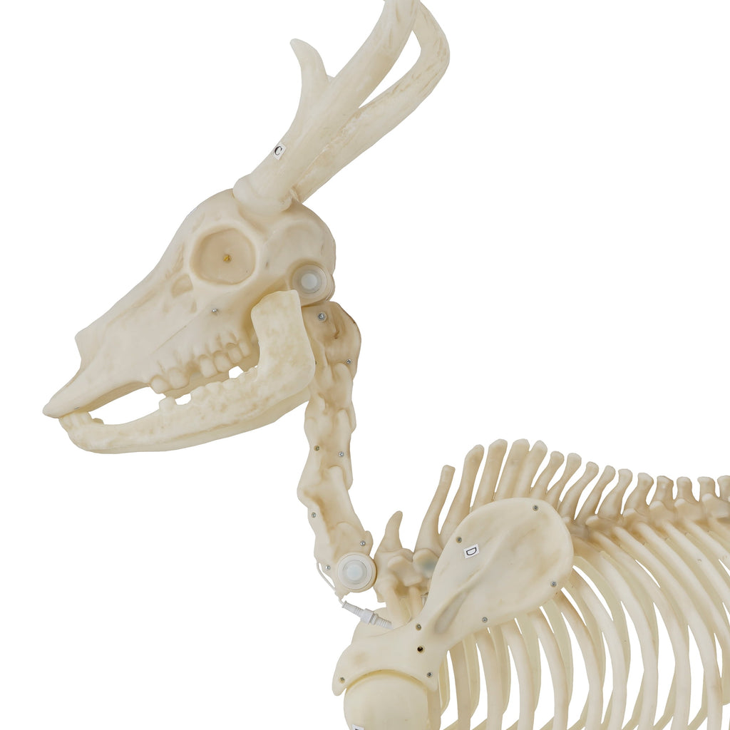 LED Illuminated Deer Skeleton, 60-inch, Halloween Decoration, by Way to Celebrate
