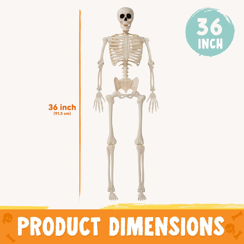 Foraging dimple 36" Halloween Skeleton Decor, 3FT Full Body Stayable Movable Joints, Hanging Skeletons for Halloween Decoration, Yard Graveyard Haunted House Props, Spooky Scene Party Favor