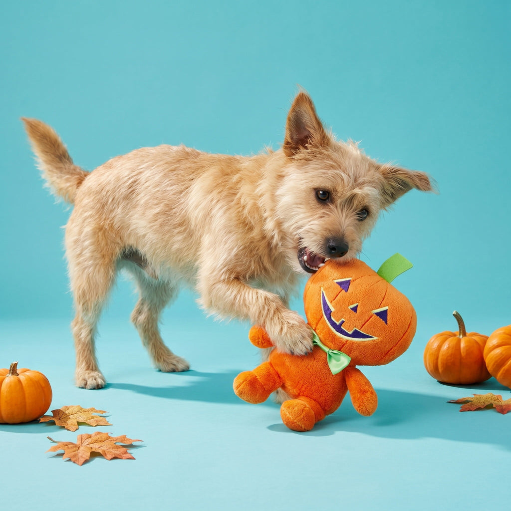 Vibrant Life Halloween Pumpkin Boy Plush Dog Toy with Squeaker, Orange, Chew Level 1