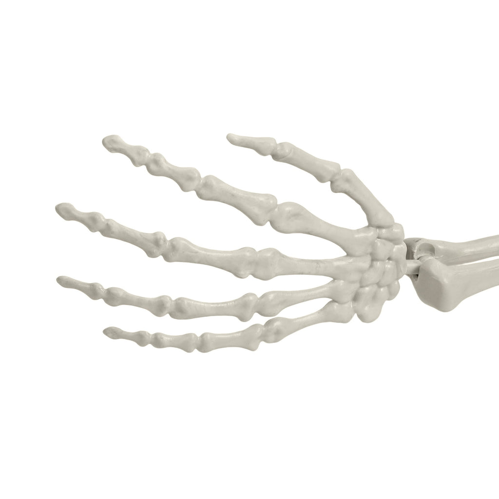 Kitem Skeleton Prop 5.4ft Poseable Life Size Halloween Decoration Plastic Full Body Human Bones Skeleton Party Supplies 1pc