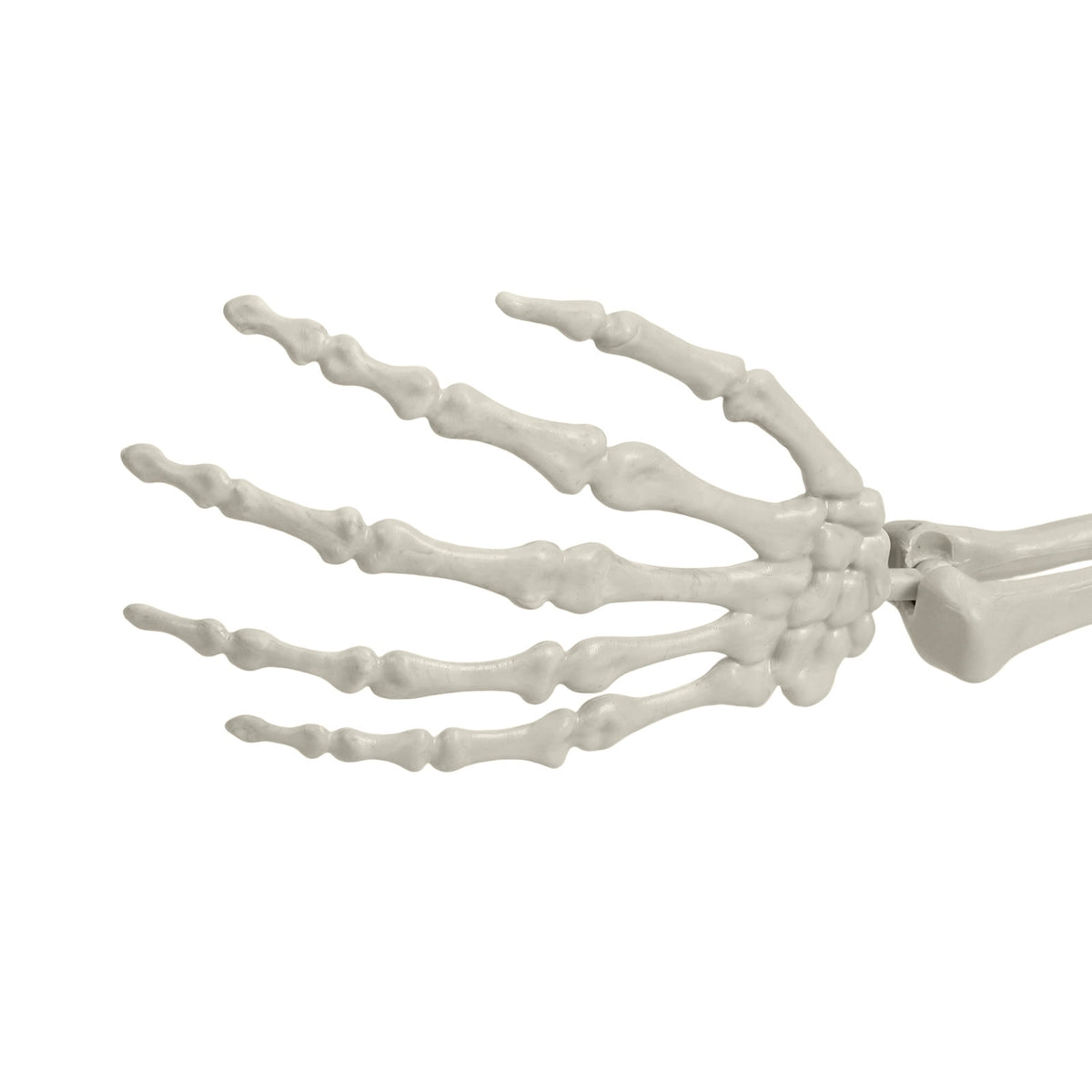 Kitem Skeleton Prop 5.4ft Poseable Life Size Halloween Decoration Plastic Full Body Human Bones Skeleton Party Supplies 1pc