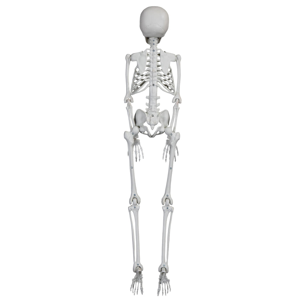 Faux Skeleton Decoration, White, 35", Halloween by Way To Celebrate