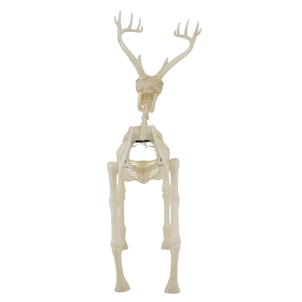 LED Illuminated Deer Skeleton, 60-inch, Halloween Decoration, by Way to Celebrate