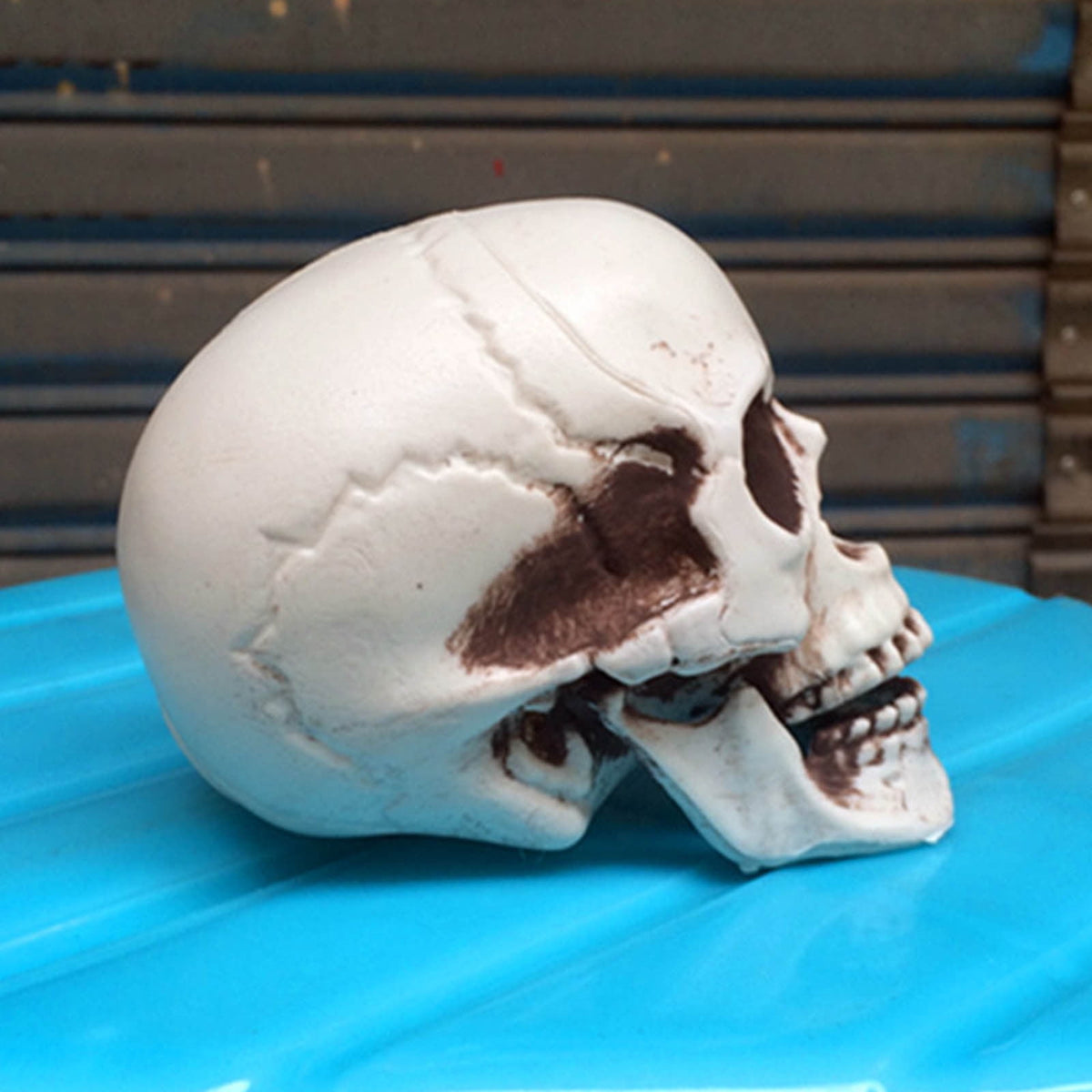 Darzheoy Halloween Skull Model Realistic Fake Simulation Human Skull Head Model Halloween Prop Realistic Mini Skeleton Spooky Halloween Decoration