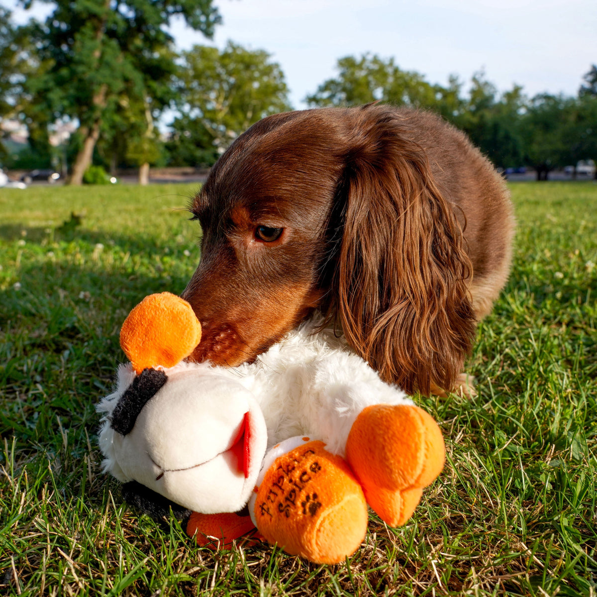 Multipet Lamb Chop Pupkin Spice Latte Dog Toy