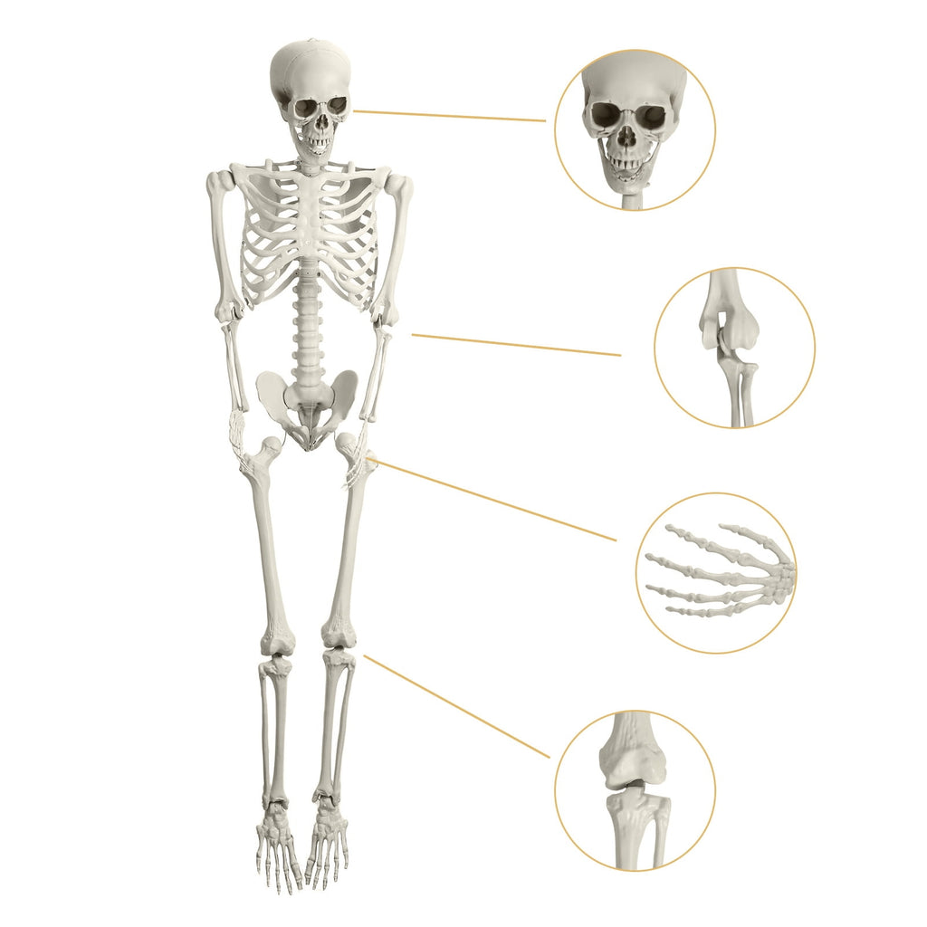 Kitem Skeleton Prop 5.4ft Poseable Life Size Halloween Decoration Plastic Full Body Human Bones Skeleton Party Supplies 1pc