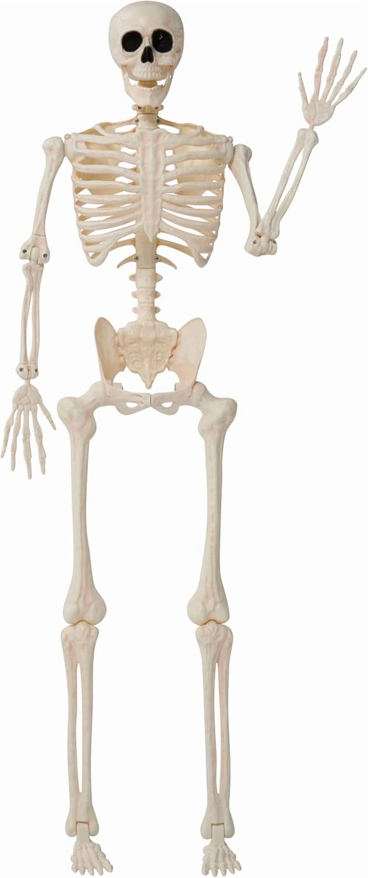 Foraging dimple 36" Halloween Skeleton Decor, 3FT Full Body Stayable Movable Joints, Hanging Skeletons for Halloween Decoration, Yard Graveyard Haunted House Props, Spooky Scene Party Favor